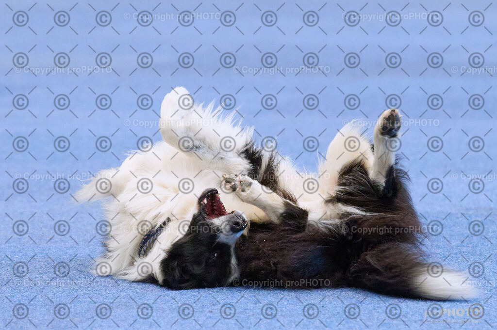 202406_ÖKV-IHA-Tulln24_DSC_4319 | proPHOTO - Realisiert mit Pictrs.com