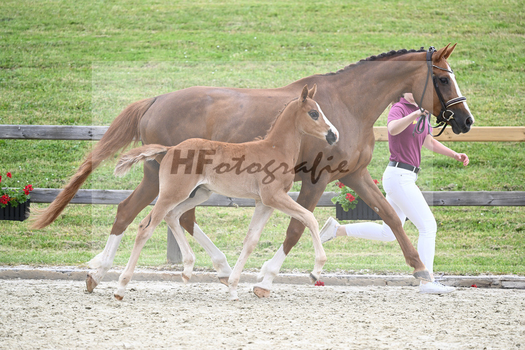 Kat-Nr. 16 HF Belissimo M_Sauerwald_17230431 | hf-fotografie - Realizzato con Pictrs.com
