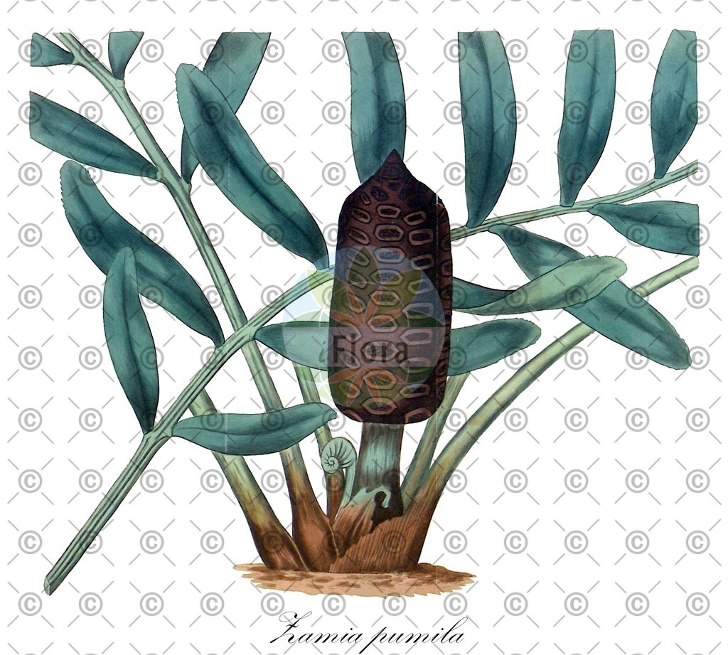 HistAbb_wfo-0001225245_1_ENZY_Simple | Historische Abbildung von Zamia pumila - Zamiaceae | Historical Illustration of Zamia pumila - Zamiaceae (coontie)