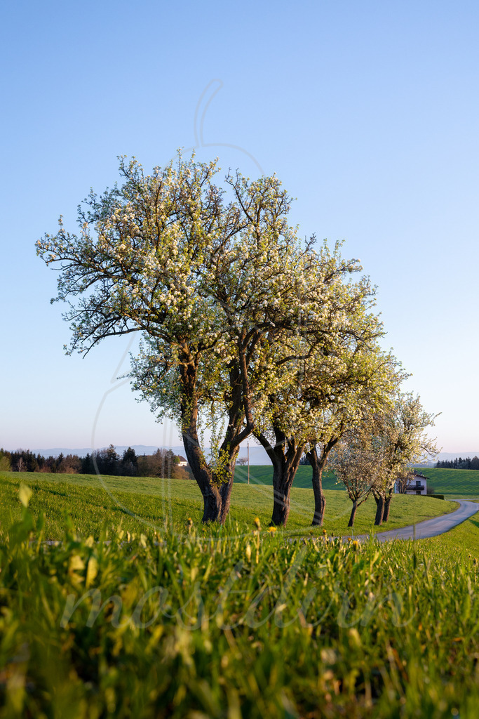 Birnbaumbluete_Mostviertel_2023_Mostdirn_Irmgard_Wieser-7097 | Ihre Fotografin im Lungau, ihre Fotografin im Mostviertel, Wandbilder Onlineshop, Imagefotos für Ihr Unternehmen,  - Realisiert mit Pictrs.com