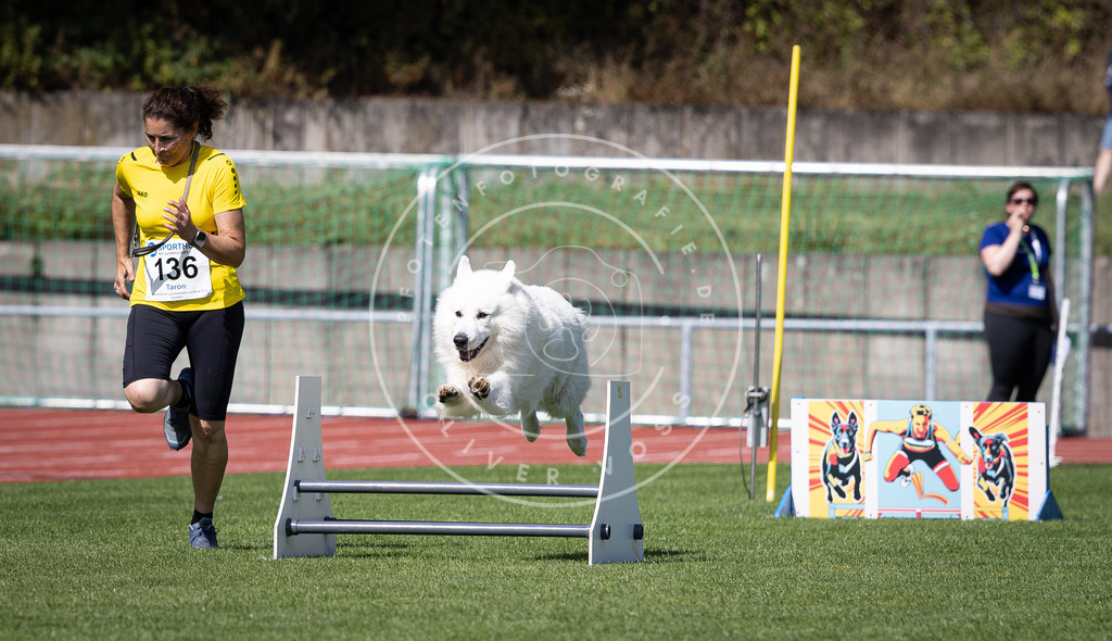 Pfotenfotografie_DV3A8957 | Hundefotografie, Tierfotograf, Pfotenfotografie, Fotoshooting Hund, Hunde Portrait, Hundesport, Hundeportraits, Heideshooting, Hunde, Sportfotograf, Hundefotograf, Turnierhundsport, THS,  - Realisiert mit Pictrs.com