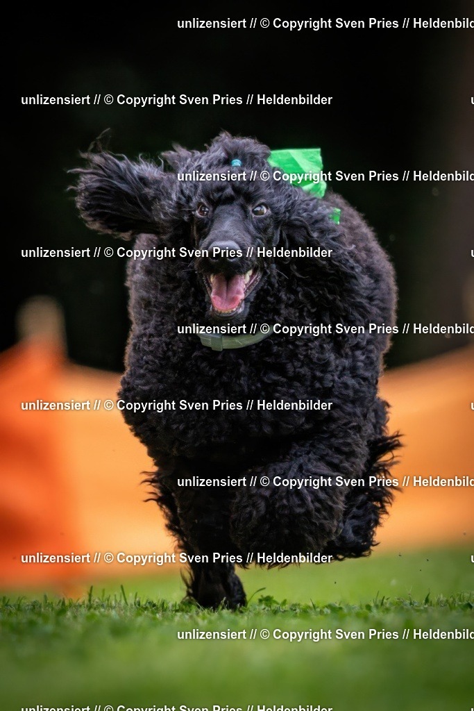 Sven Pries | 19. Allgemeines Hunderennen Karlsruhe Durlach - Realisiert mit Pictrs.com