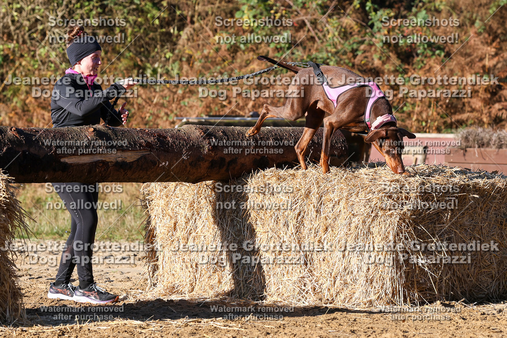 Dog Paparazzi - Strongdog 10-25-1428 | Dog Paparazzi Jeanette Grottendiek Fotografie & Videografie - Realisiert mit Pictrs.com