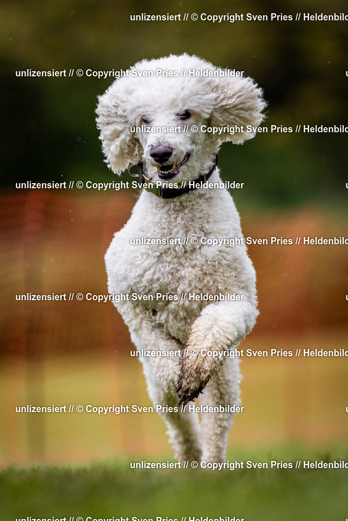 Sven Pries | 2024-04-21 - Hunderennen Baden-Oos
Foto: Sven Pries - Realisiert mit Pictrs.com