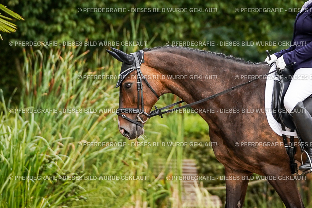 DSC02082 | Pferdegrafie