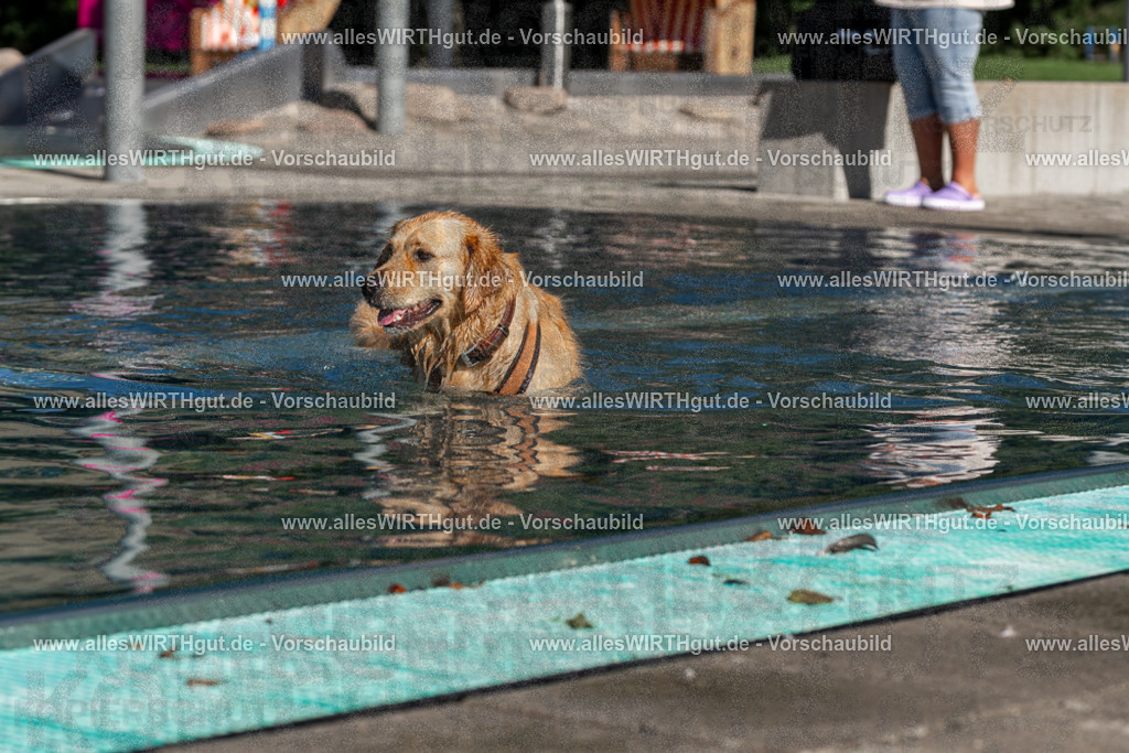 Hundeschwimmen_Volksbad_2026-allesWIRTHgut_Tierfotografie-2609061100-FAY06092 | Professionelle Tierfotografie in Mönchengladbach von Daniel Wirth (allesWIRTHgut). Liebevolle & natürliche Bilder von Hunden & Katzen für unvergessliche Erinnerungen.