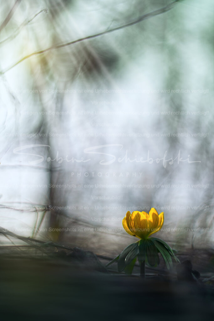 Winterling am Morgen | Einkleiner  Winterling (Eranthis hyemalis) in der unteren rechten Bildecke vor einem bläulich grünen Hintergrund - Realisiert mit Pictrs.com