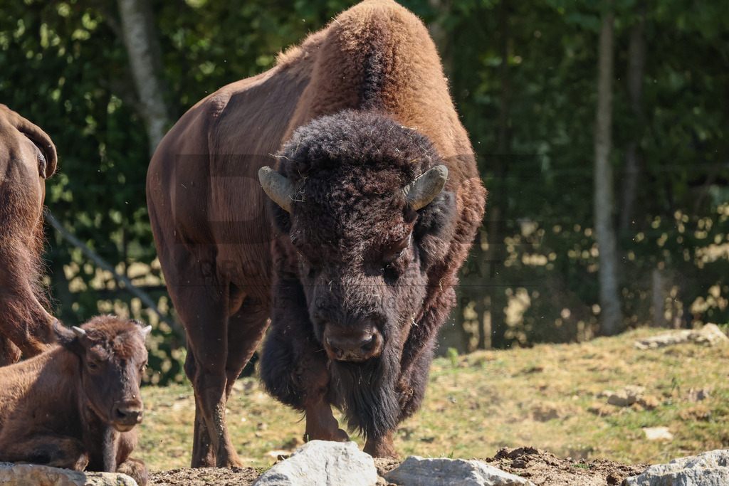 Bisons at Tierpark Herberstein // Bisons im Tierpark Herberstein | Bisons at Tierpark Herberstein in Styria, Austria. The scene shows the powerful animals in their enclosure and highlights their impressive appearance, calm presence and natural behavior in the zoo environment. // Bisons im Tierpark Herberstein in der Steiermark, Österreich. Die Szene zeigt die kraftvollen Tiere in ihrem Gehege und hebt ihr eindrucksvolles Erscheinungsbild, ihre ruhige Präsenz und ihr natürliches Verhalten im Tierpark hervor. - Realisiert mit Pictrs.com