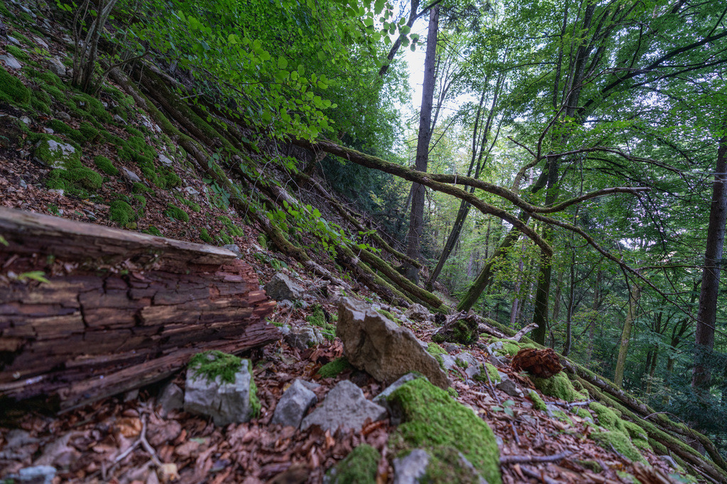 ZD250916093631 | Fotoshop von zweidimensional Fotografie. Ihr Fotograf im Aargau. Abzüge von Ihrem Fotobox Event bestellen.Abzüge von Ihrem Hochzeit bestellen.Abzüge von Ihrem Schulfotograf bestellen.