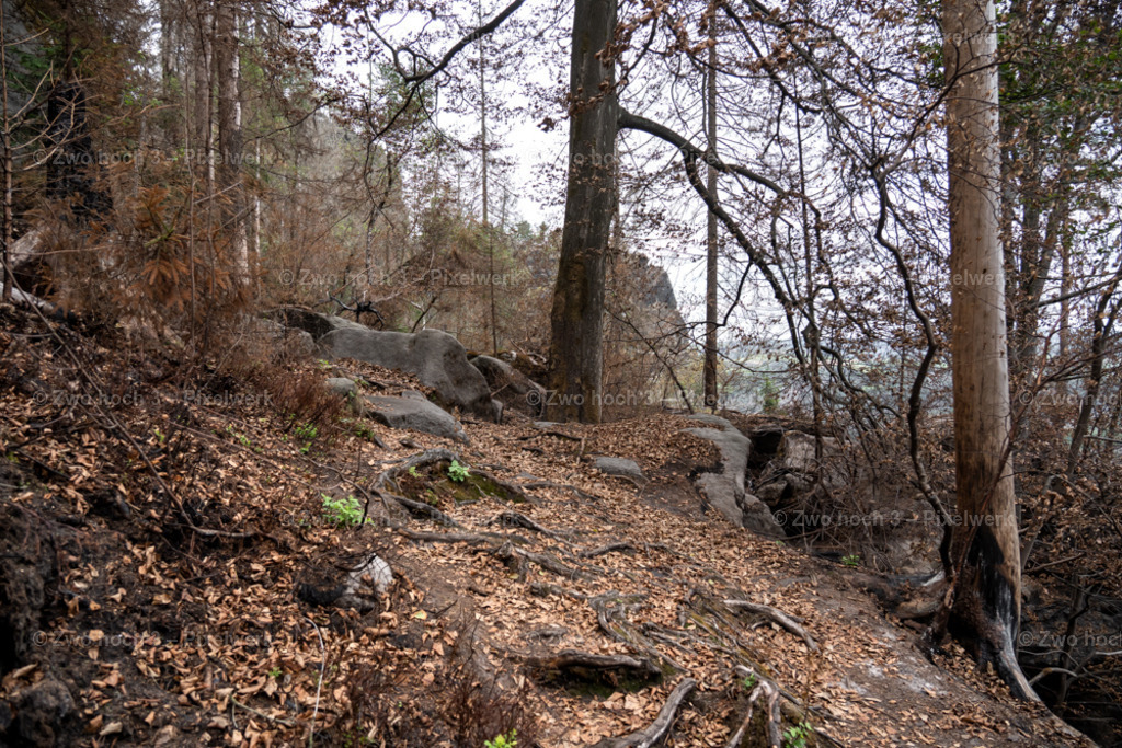 Obere_Affensteinpromenade_Nahe_Rollenturm_Frienstein_Waldweg | 2022-09-02_Waldbrandgebiete_2 - Realisiert mit Pictrs.com
