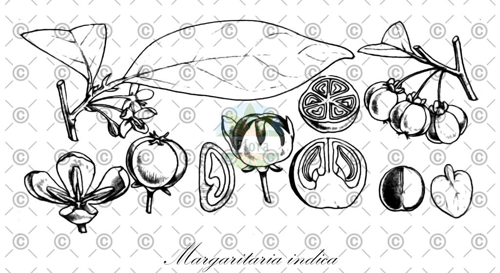 HistAbb_wfo-0001257172_1_ENZY_Simple | Historische Abbildung von Margaritaria indica - Phyllanthaceae | Historical Illustration of Margaritaria indica - Phyllanthaceae