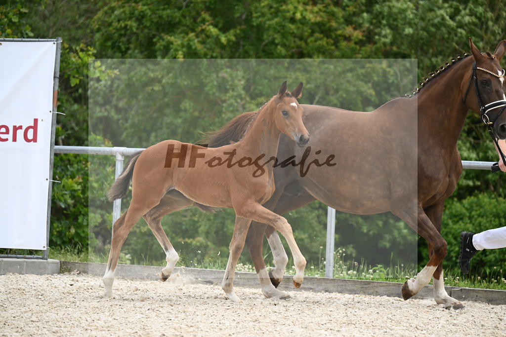 Sir Gribaldi x Florencio I_SF_Gestuet Greim_20240811 | hf-fotografie - Realizzato con Pictrs.com
