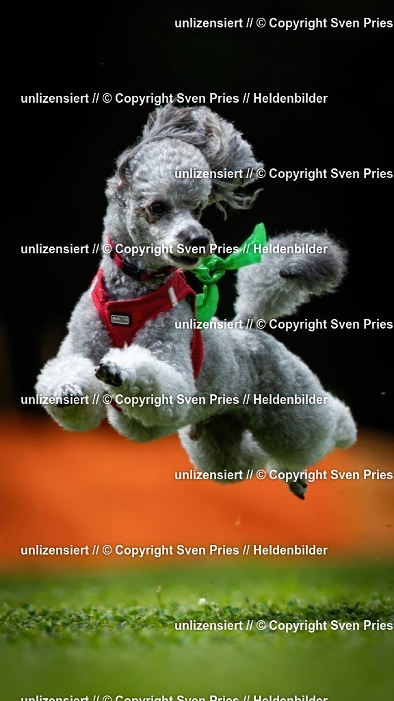 Sven Pries | 19. Allgemeines Hunderennen Karlsruhe Durlach - Realisiert mit Pictrs.com