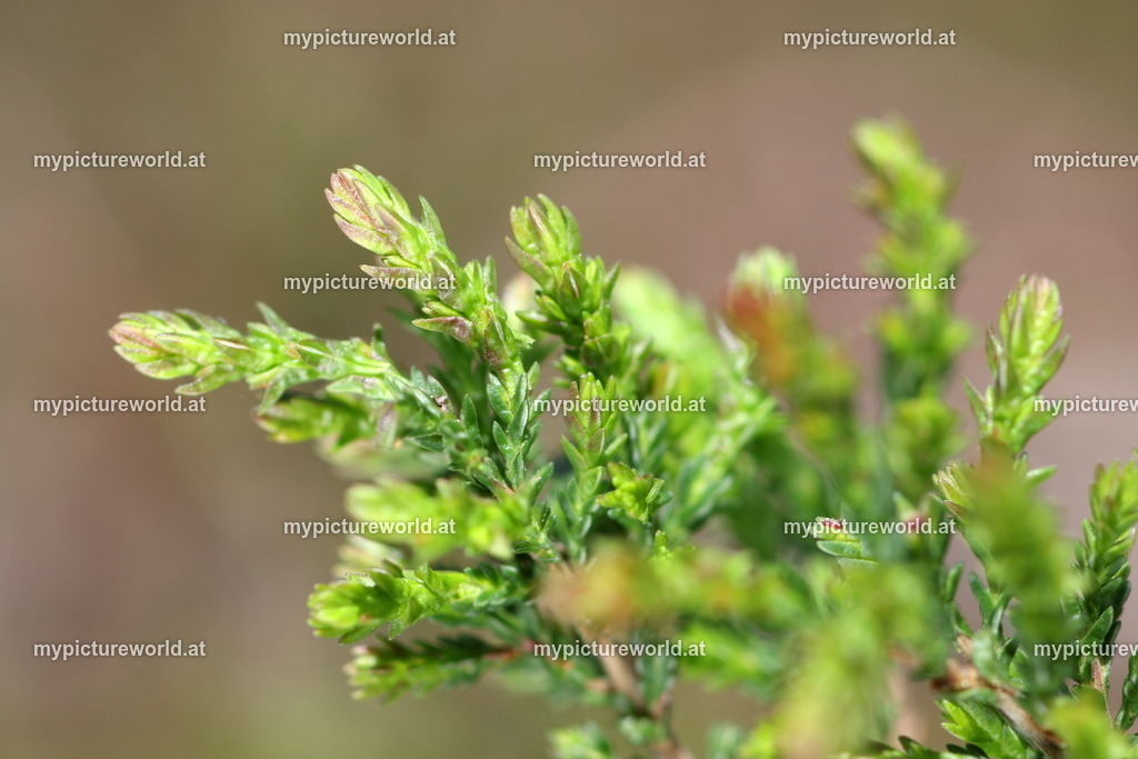 Besenheide-005 | Das Bilderarchiv über Tiere, Planzen und Landschaften. In der Bilddatenbank finden Sie ein große Auswahl an hochwertigen Bilder für Ihre Werbung - Realized with Pictrs.com