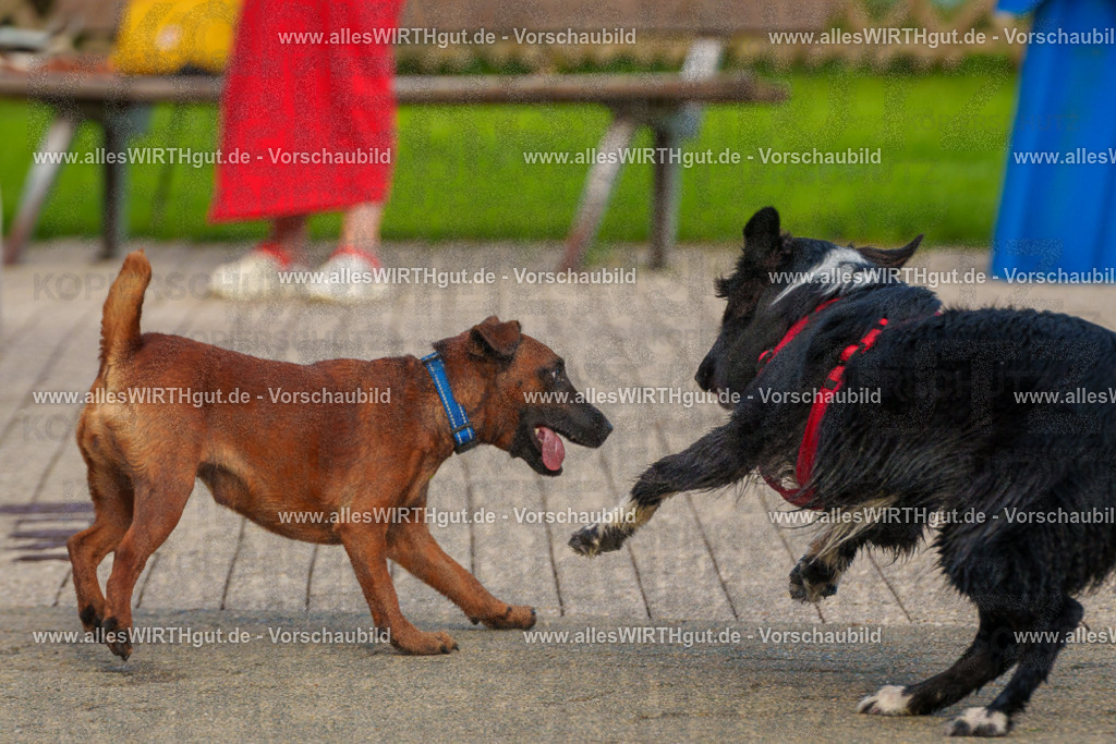 Hundeschwimmen_Grefrath_2026-allesWIRTHgut_Tierfotografie-09_35-FAY07663 | Professionelle Tierfotografie in Mönchengladbach von Daniel Wirth (allesWIRTHgut). Liebevolle & natürliche Bilder von Hunden & Katzen für unvergessliche Erinnerungen.