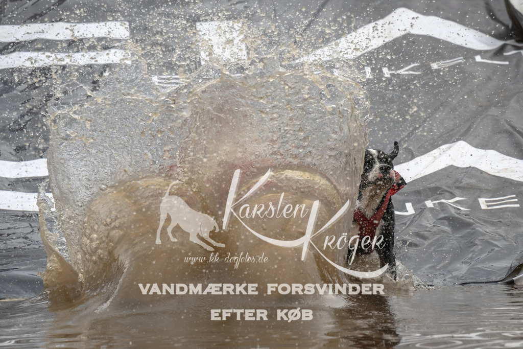 1549_ZZ90962 | kk-dogfotos