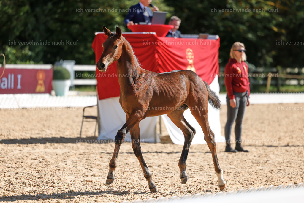 _AM19042 | working equitationturnier fotograf videograf stoibphotography marixx film working equitation deutschland reitsport turnierfotografie eventfotografie equestrian events