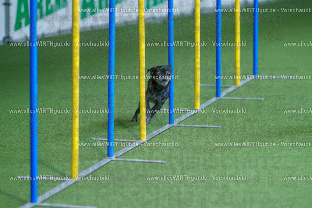 @allesWIRTHgut_Tierfotografie - www.allesWIRTHgut.de - 2604261001-7R508268 | Professionelle Tierfotografie in Mönchengladbach von Daniel Wirth (allesWIRTHgut). Liebevolle & natürliche Bilder von Hunden & Katzen für unvergessliche Erinnerungen.