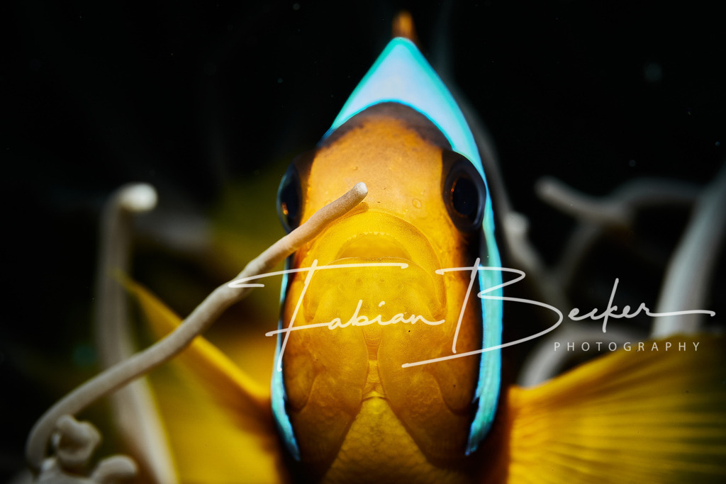 Unangekündigter Besuch | Einzigartige Wandbilder von faszinierenden Unterwasserwelten. Exklusive Kunst für Empfangsbereiche, Wohnraum oder Wartezimmer. - Realisiert mit Pictrs.com