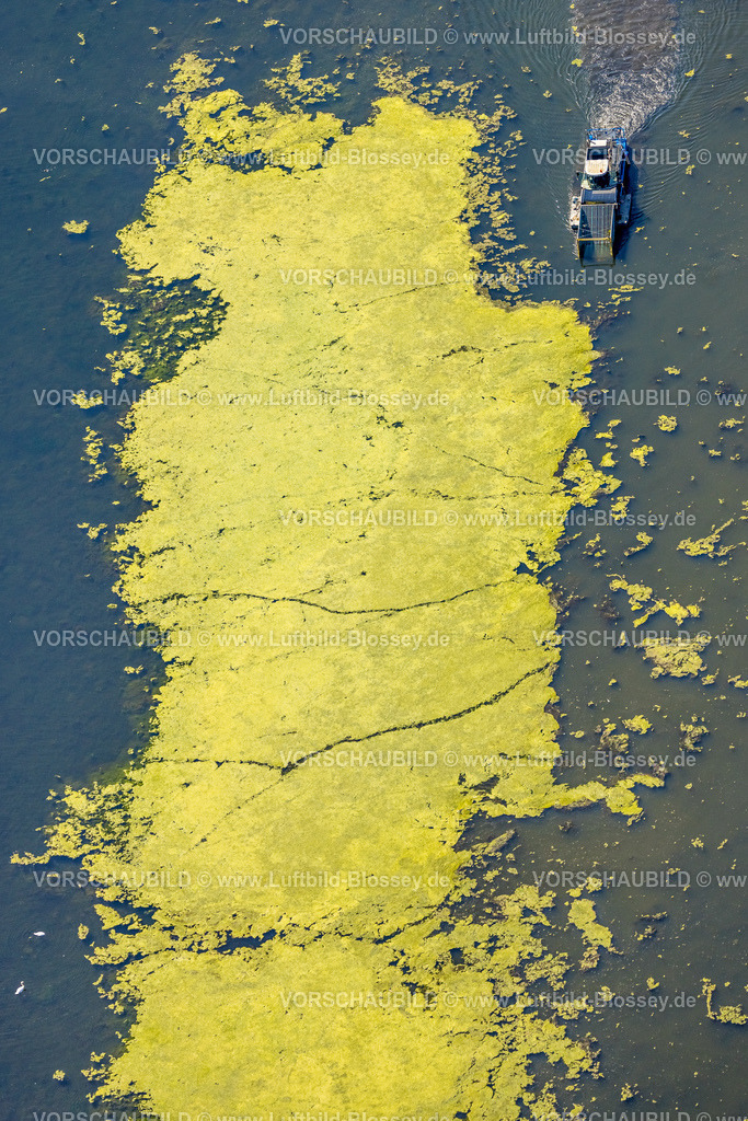 Witten220808471 | Luftbild, Kemnader See mit Elodea Blaualgen Wasserpest, mit  Mähboot, Westherbede, Witten, Ruhrgebiet, Nordrhein-Westfalen, Deutschland