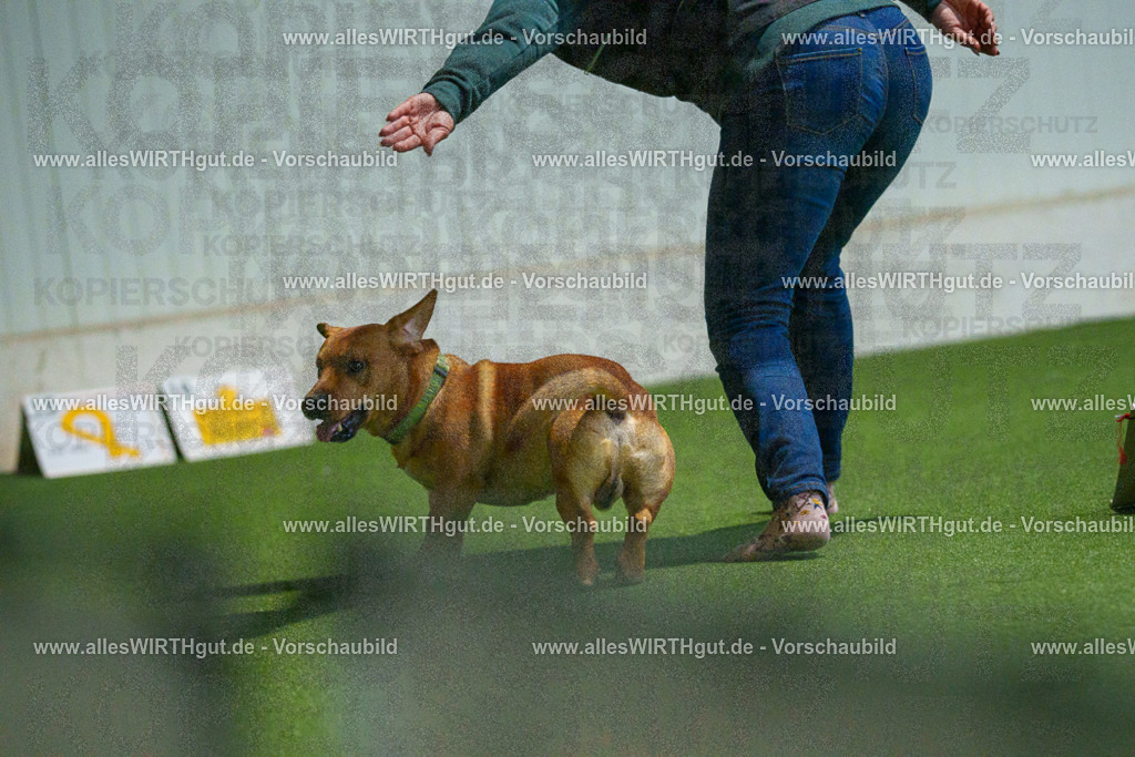 7R502397 | Professionelle Tierfotografie in Mönchengladbach von Daniel Wirth (allesWIRTHgut). Liebevolle & natürliche Bilder von Hunden & Katzen für unvergessliche Erinnerungen.