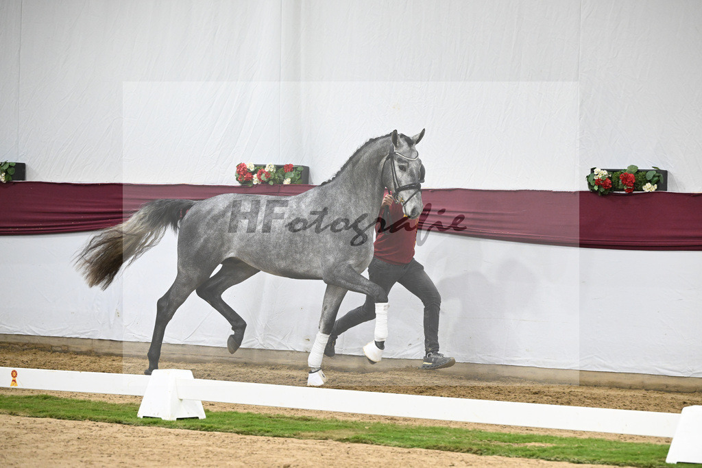 Kat-Nr. 131 Fynch Hatton x Sir Donnerhall I_Reit- und Turnierpferde GmbH IB Berger_47254394 | hf-fotografie - Realisiert mit Pictrs.com