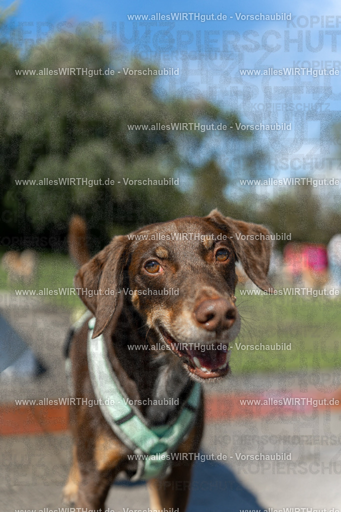 Hundeschwimmen_Volksbad_2026-allesWIRTHgut_Tierfotografie-2609061246-115618-7R500191 | Professionelle Tierfotografie in Mönchengladbach von Daniel Wirth (allesWIRTHgut). Liebevolle & natürliche Bilder von Hunden & Katzen für unvergessliche Erinnerungen.