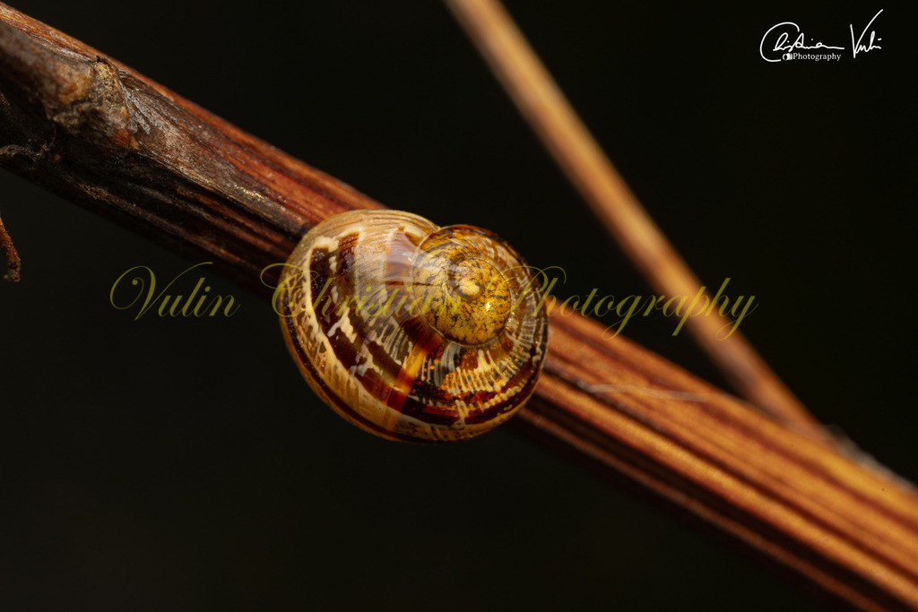 MN 28 | Christian Vulin  - Realisiert mit Pictrs.com