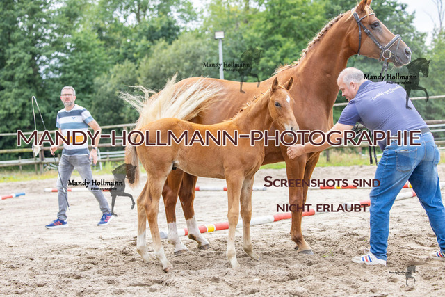 Hexenberg-156 | mandyhollmannphotographie