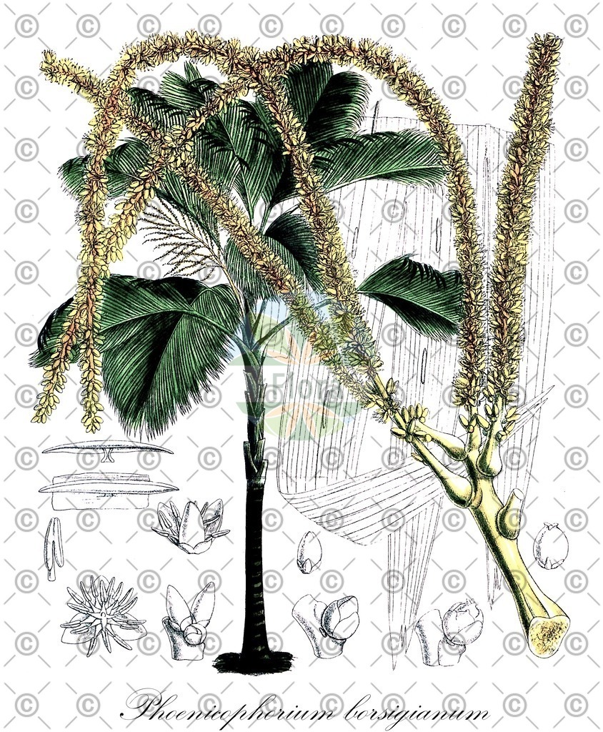 HistAbb_wfo-0000269752_1_ENZY_Simple | Historische Abbildung von Phoenicophorium borsigianum - Arecaceae | Historical Illustration of Phoenicophorium borsigianum - Arecaceae