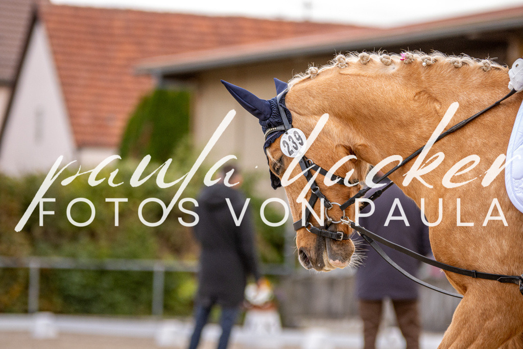 IMG_3674 | Erleben Sie dynamische Sport- und emotionale Tierfotografie in Süddeutschland mit Fotos von Paula. Spezialisiert auf Pferde- und Hundefotografie sowie Sportevents. Kontaktieren Sie mich für einzigartige und ausdrucksstarke Bilder Ihrer besonderen Momente.