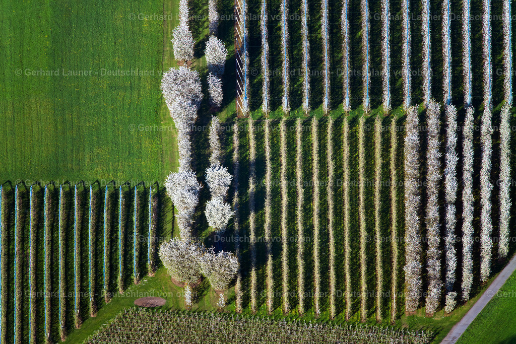 4024598 | MECKENBEUREN 15.04.2020 Blühende Baumreihen einer Obstanbau- Plantage auf einem Feld im Ortsteil Meckenbeuren in Meckenbeuren im Bundesland Baden-Württemberg, Deutschland. // Rows of trees of fruit cultivation plantation in a field in the district Meckenbeuren in Meckenbeuren in the state Baden-Wuerttemberg, Germany. Foto: Gerhard Launer