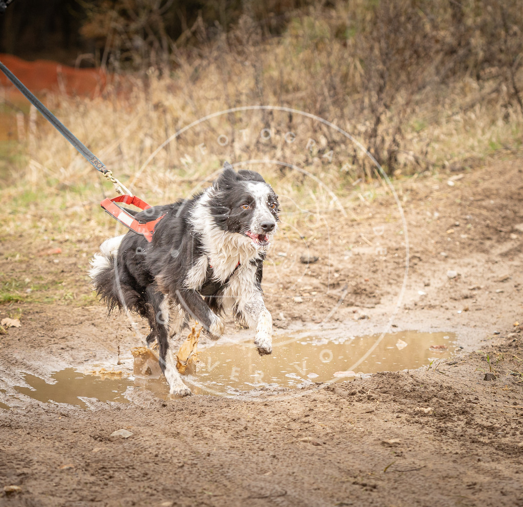 DV3A1210 | Hundefotografie, Tierfotograf, Pfotenfotografie, Fotoshooting Hund, Hunde Portrait, Hundesport, Hundeportraits, Heideshooting, Hunde, Sportfotograf, Hundefotograf, Turnierhundsport, THS,  - Realisiert mit Pictrs.com