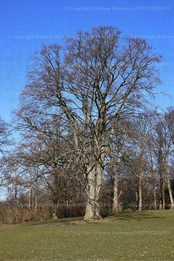Buche im Park von Hamburg Blankenese | Buche im Park von Hamburg Blankenese - Realisiert mit Pictrs.com