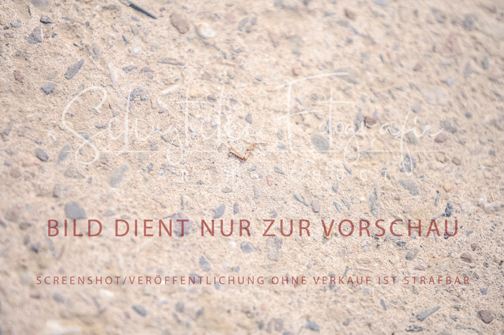 Schugtsche-Aluta25-52.Dressurprf.M2Kand-144 | Schugtsche Fotografie - Realisiert mit Pictrs.com