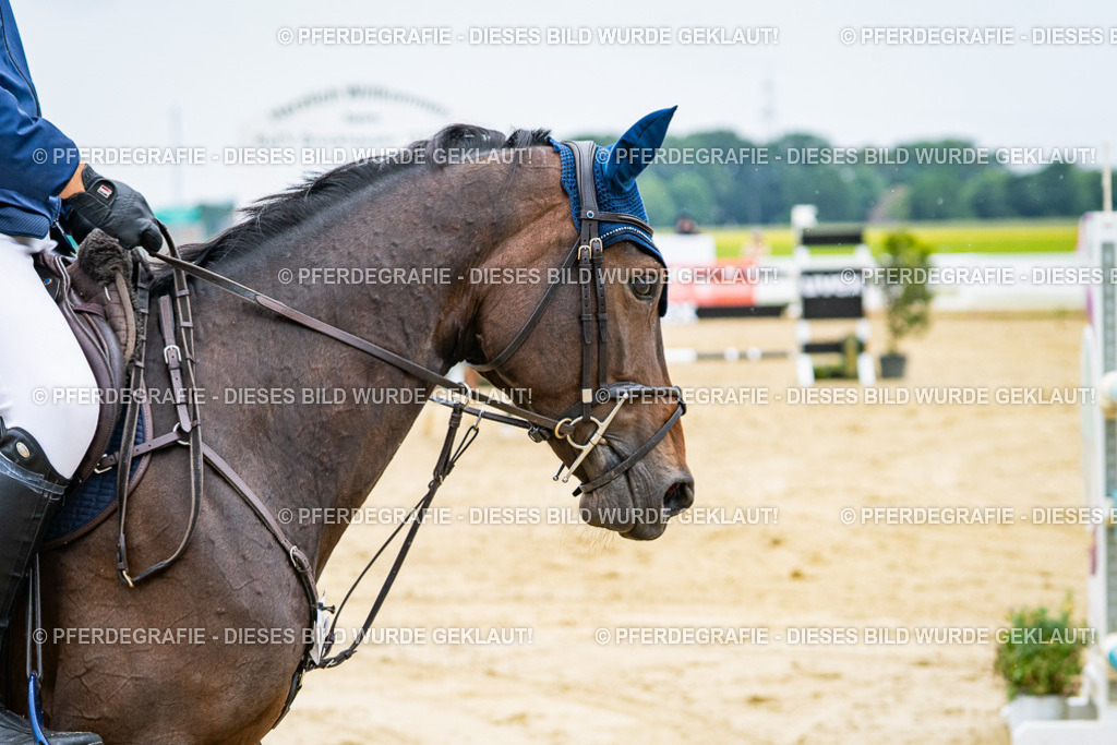 DSC09413 | Pferdegrafie