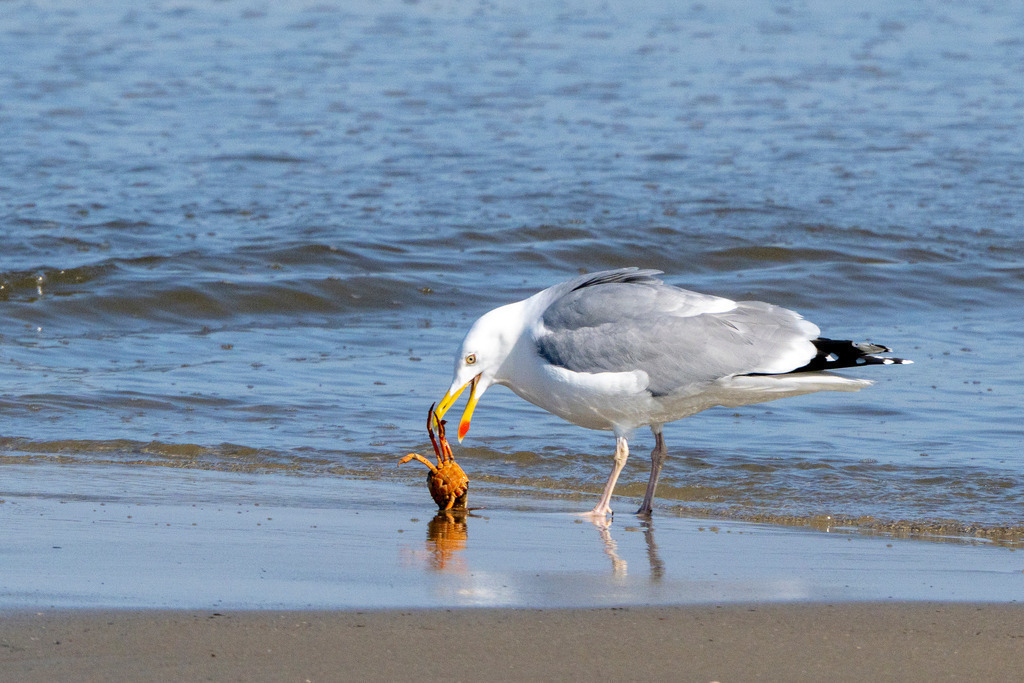 Futtersuche | Eine Silbermöwe steht am Spülsaum eines Sandstrandes  auf Texel und hat gerade eine kleine, orangefarbene Krabbe erbeutet. Die Möwe hält die Krabbe mit ihrem gelben Schnabel fest, während im Hintergrund sanfte Meereswellen auslaufen. Das Sonnenlicht spiegelt sich im nassen Sand und fängt den Moment der Nahrungssuche in der Natur ein. - Realisiert mit Pictrs.com