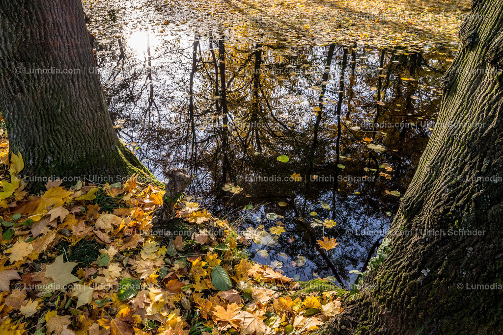 10049-4618 - Schloßpark Ballenstedt | Stockfoto und Bilderpool mit Bildmaterial aus Deutschland, dem Harz, Halberstadt, Quedlinburg, Wernigerode und weltweit. Qualitativ hochwertige und professionelle Fotos anschauen und kaufen. - Realisiert mit Pictrs.com