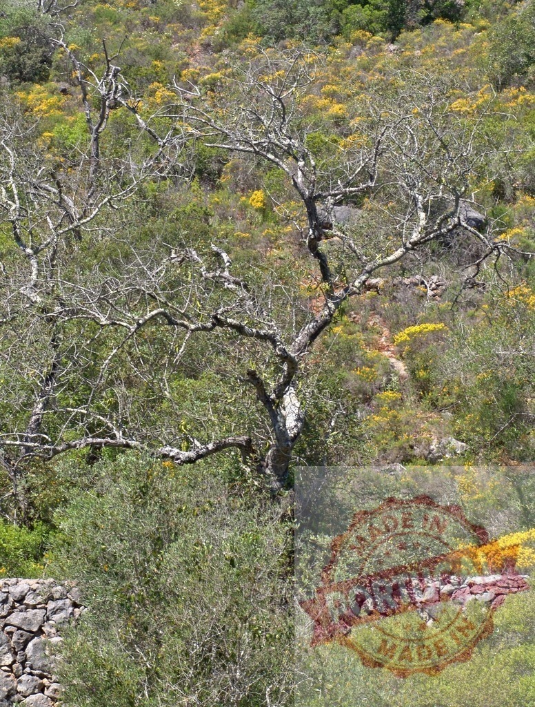 Dead tree branches among green shrubs and yellow flowers | Bare branches of a dead tree standing over a stone wall in a sunny landscape - Realisiert mit Pictrs.com