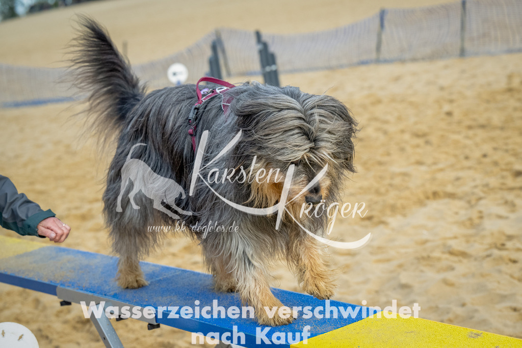 0909_ZZ91928-Bearbeitet | kk-dogfotos