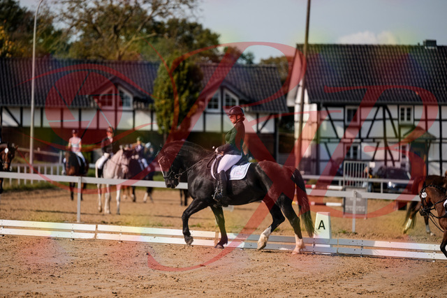 2026_10_03_Siefer-Hof_120813_Z63_37566012 | Professionelle Reitsport-, Turnier- und Eventfotografie von Robert Broda. Galerien mit ausgewählten und bearbeiteten Bildern direkt online ansehen und bestellen.
