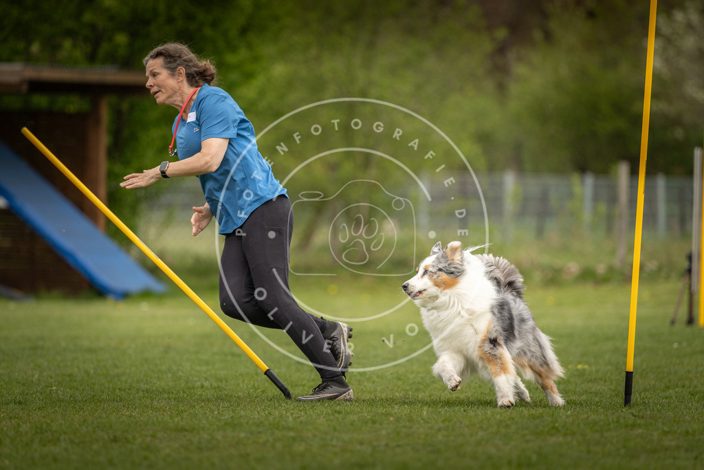 Pfotenfotografie_DV3A7840 | Hundefotografie, Tierfotograf, Pfotenfotografie, Fotoshooting Hund, Hunde Portrait, Hundesport, Hundeportraits, Heideshooting, Hunde, Sportfotograf, Hundefotograf, Turnierhundsport, THS,  - Realisiert mit Pictrs.com
