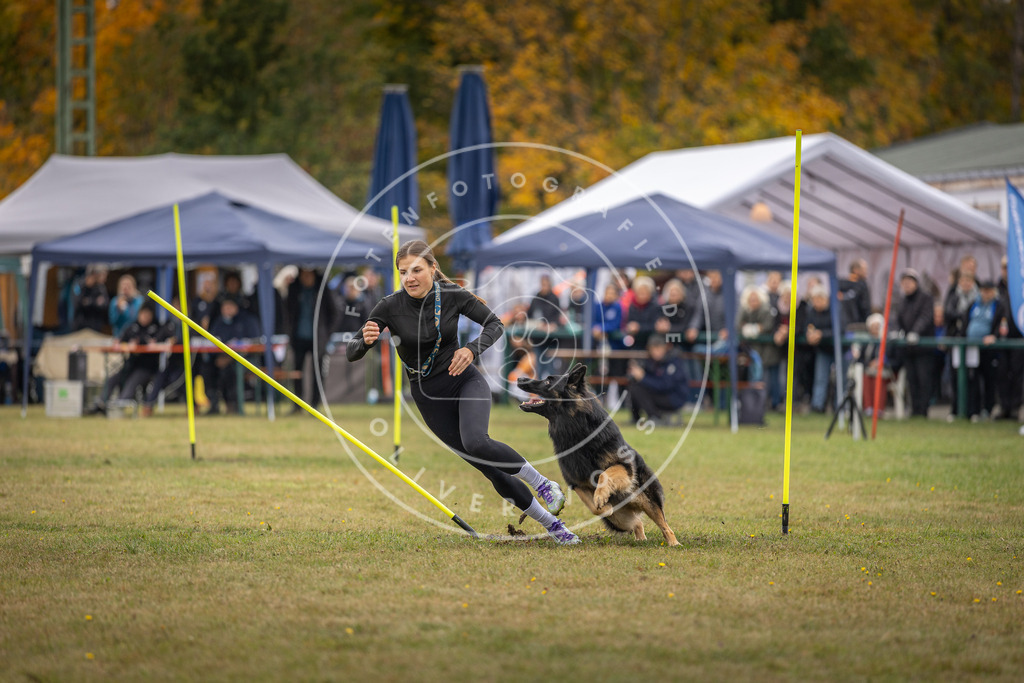 Pfotenfotografie_DV3A7741 | Hundefotografie, Tierfotograf, Pfotenfotografie, Fotoshooting Hund, Hunde Portrait, Hundesport, Hundeportraits, Heideshooting, Hunde, Sportfotograf, Hundefotograf, Turnierhundsport, THS,  - Realisiert mit Pictrs.com