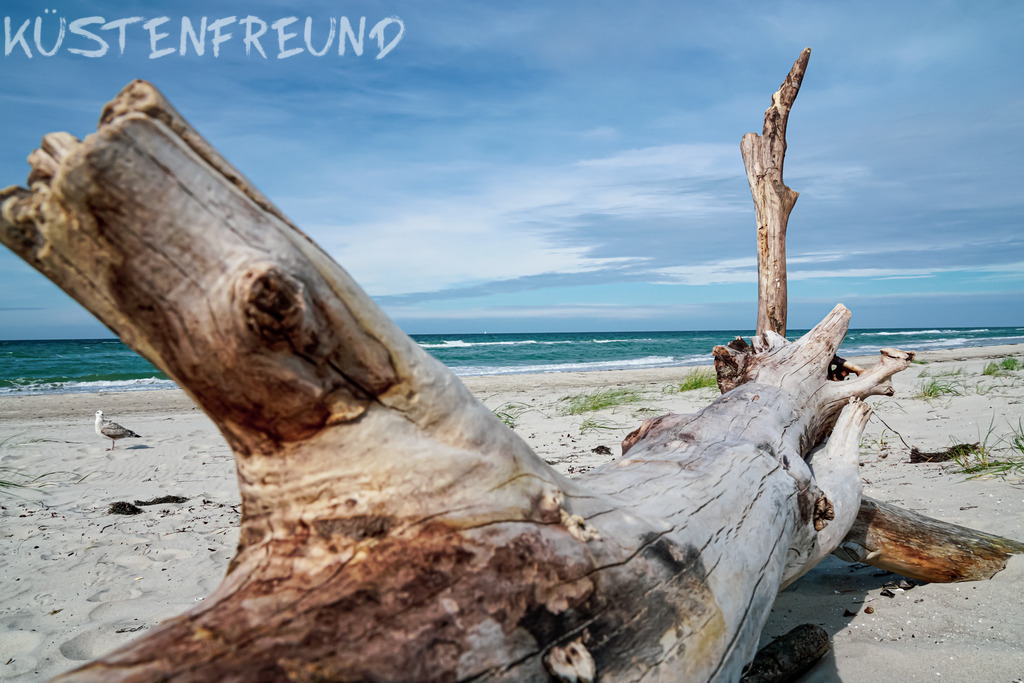 Treibholz Fischland II | Entdecke deine Lieblingslandschaft von der Küste – auf Ostsee Leinwand, Nordsee Leinwand, Alu Dibond oder Acrylglas, passend für jeden Geschmack und Raum.