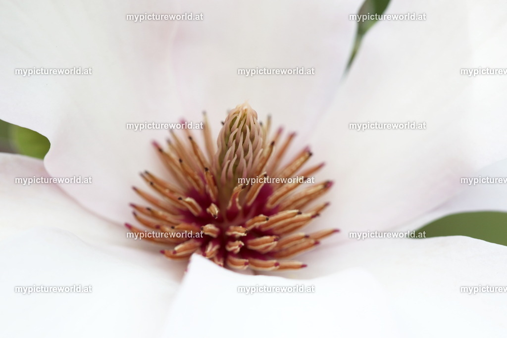 Tulpen-Magnolie-001 | Das Bilderarchiv über Tiere, Planzen und Landschaften. In der Bilddatenbank finden Sie ein große Auswahl an hochwertigen Bilder für Ihre Werbung - Realized with Pictrs.com