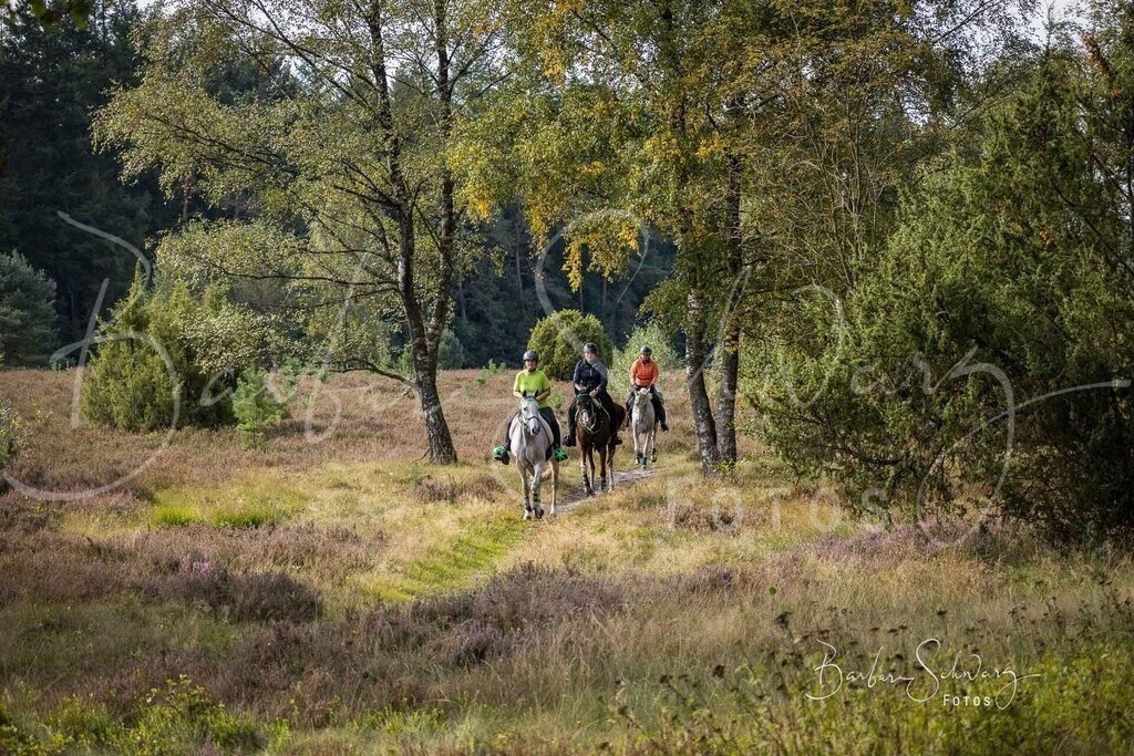 DdLH-WehlenerHeide_2025-09-20_11 | Fotografie, Veranstaltungs-Fotografie, Pferde-Fotografie, Landschafts-Fotografie, Reise-Fotografie - Realisiert mit Pictrs.com