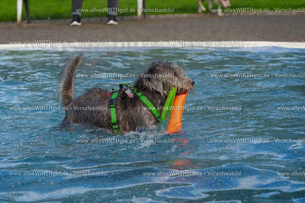 Hundeschwimmen_Grefrath_2026-allesWIRTHgut_Tierfotografie-15_15-FAY01177 | Professionelle Tierfotografie in Mönchengladbach von Daniel Wirth (allesWIRTHgut). Liebevolle & natürliche Bilder von Hunden & Katzen für unvergessliche Erinnerungen.