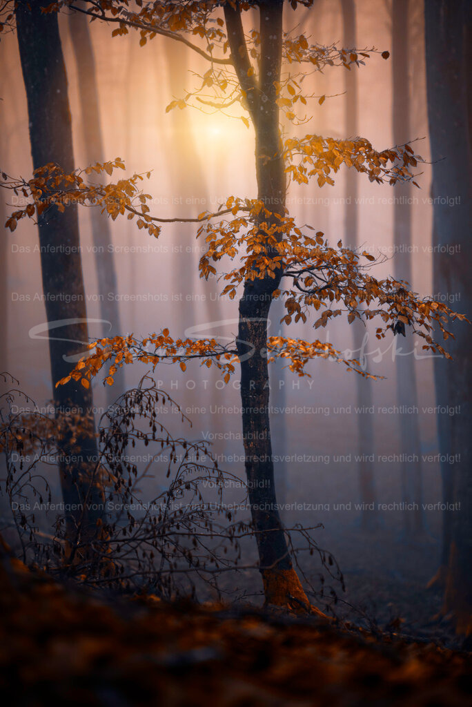 Glühen im Nebel | People- und Tierfotografie, Imageaufnahmen, Veranstaltungsfotografie und Wandbilder aus der Natur ★ Made in Germany ✔️ Druck + Downloads ✔️ Naturfotografie in Top Qualität ★ schneller Versand, weltweite Lieferung! - Realisiert mit Pictrs.com