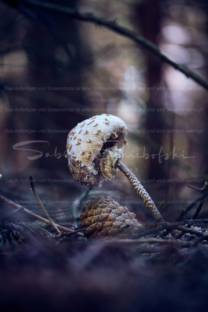 Wandbild Pilz | People- und Tierfotografie, Imageaufnahmen, Veranstaltungsfotografie und Wandbilder aus der Natur ★ Made in Germany ✔️ Druck + Downloads ✔️ Naturfotografie in Top Qualität ★ schneller Versand, weltweite Lieferung! - Realisiert mit Pictrs.com