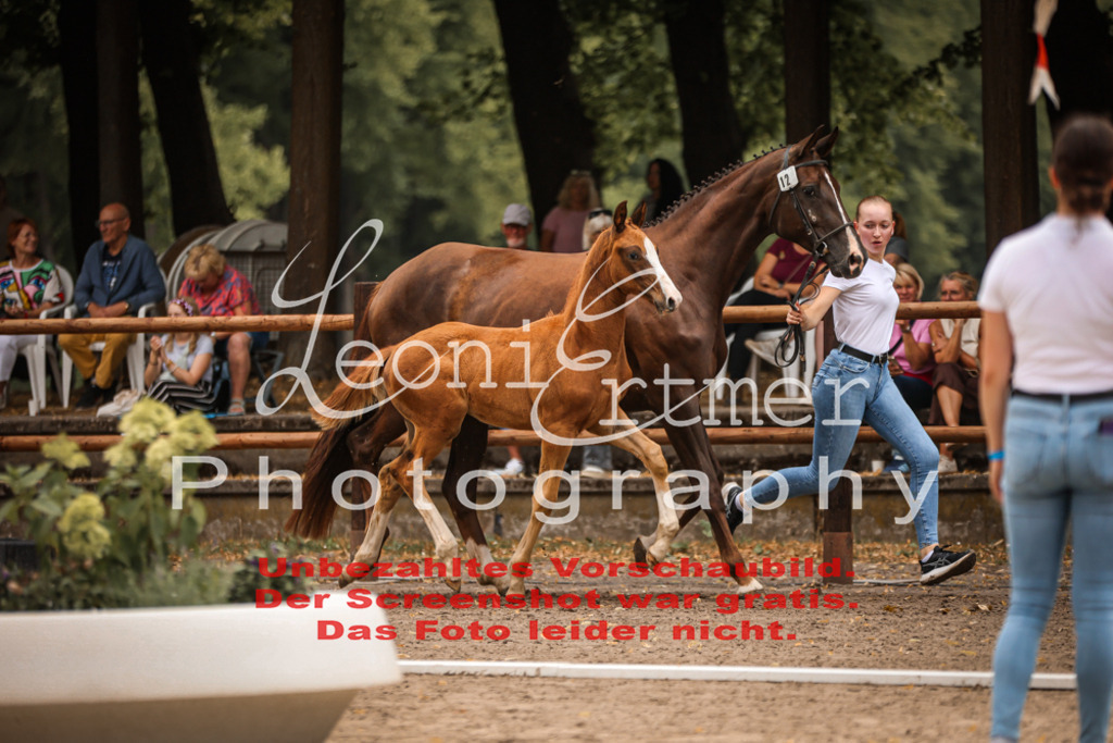 SaFohlen00116 | Leoni Ertmer Photography - Realisiert mit Pictrs.com